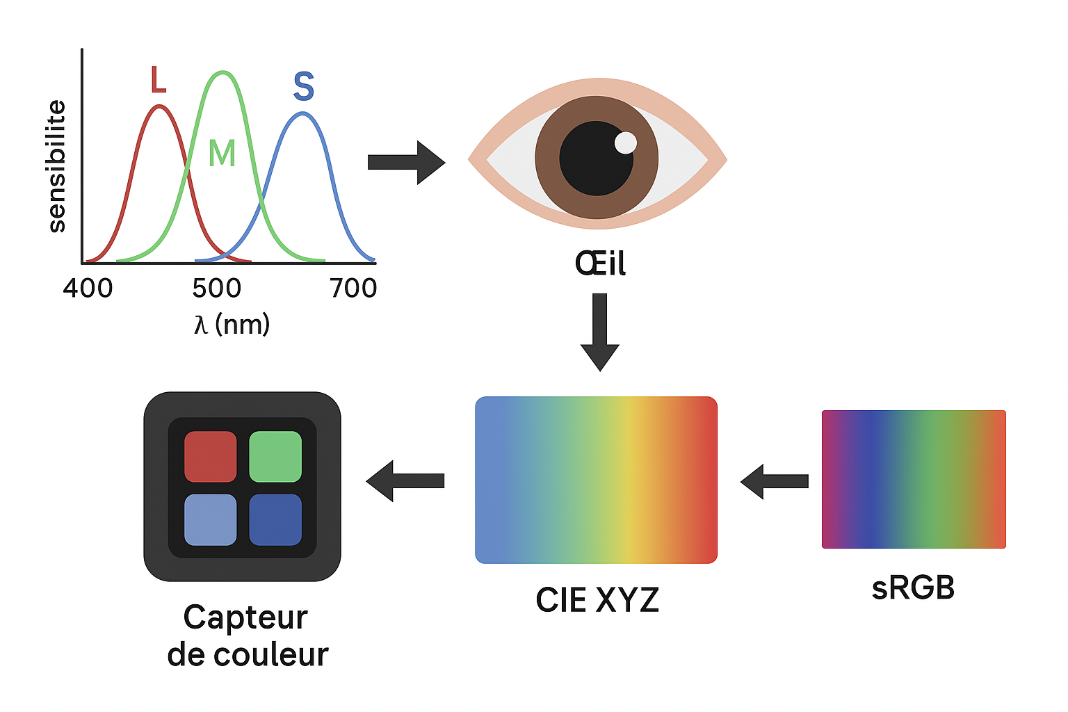 Chaîne de perception colorimétrique : œil, espace CIE XYZ, sRGB et capteur de couleur